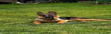 German Shepherd 2