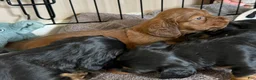 Dachshund dogs for sale: Dolly - Ad 6