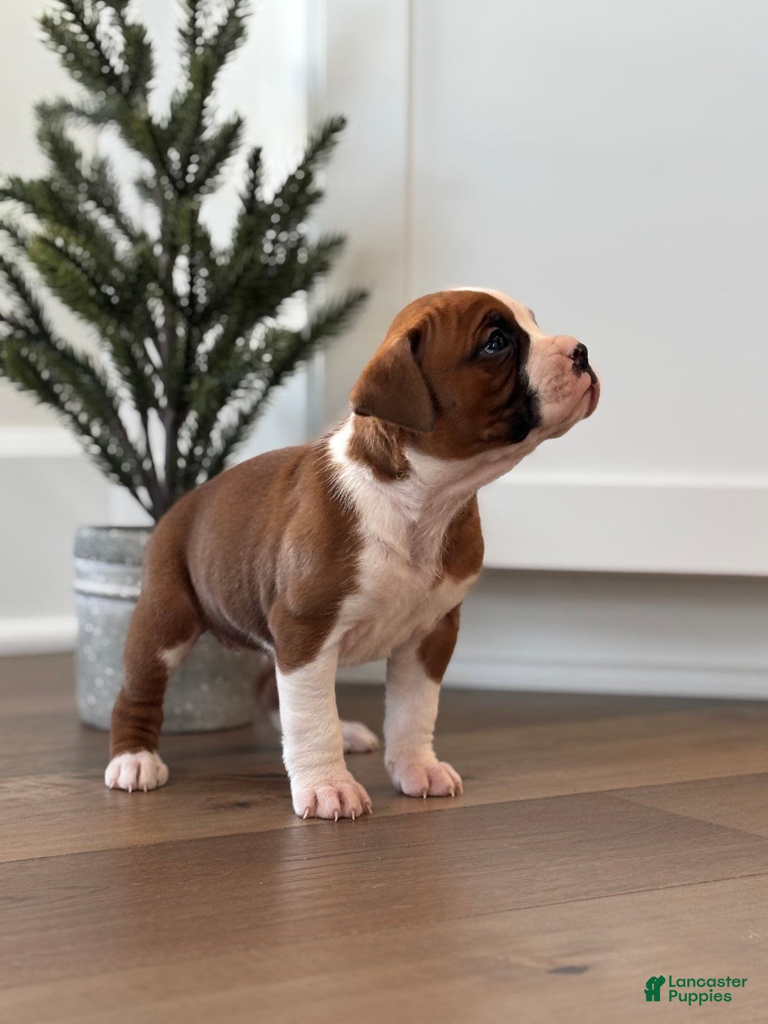 Boxer dogs for sale: Noel - Ad 10