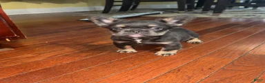 French Bulldog 2