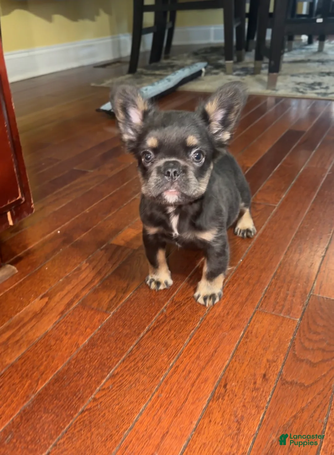 French Bulldog dogs for sale: French Bulldog 2 - Ad 1
