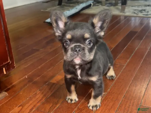 French Bulldog dogs French Bulldog 2 - Ad 1