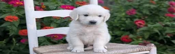 Golden Retriever dogs for sale: Brody - Ad 3