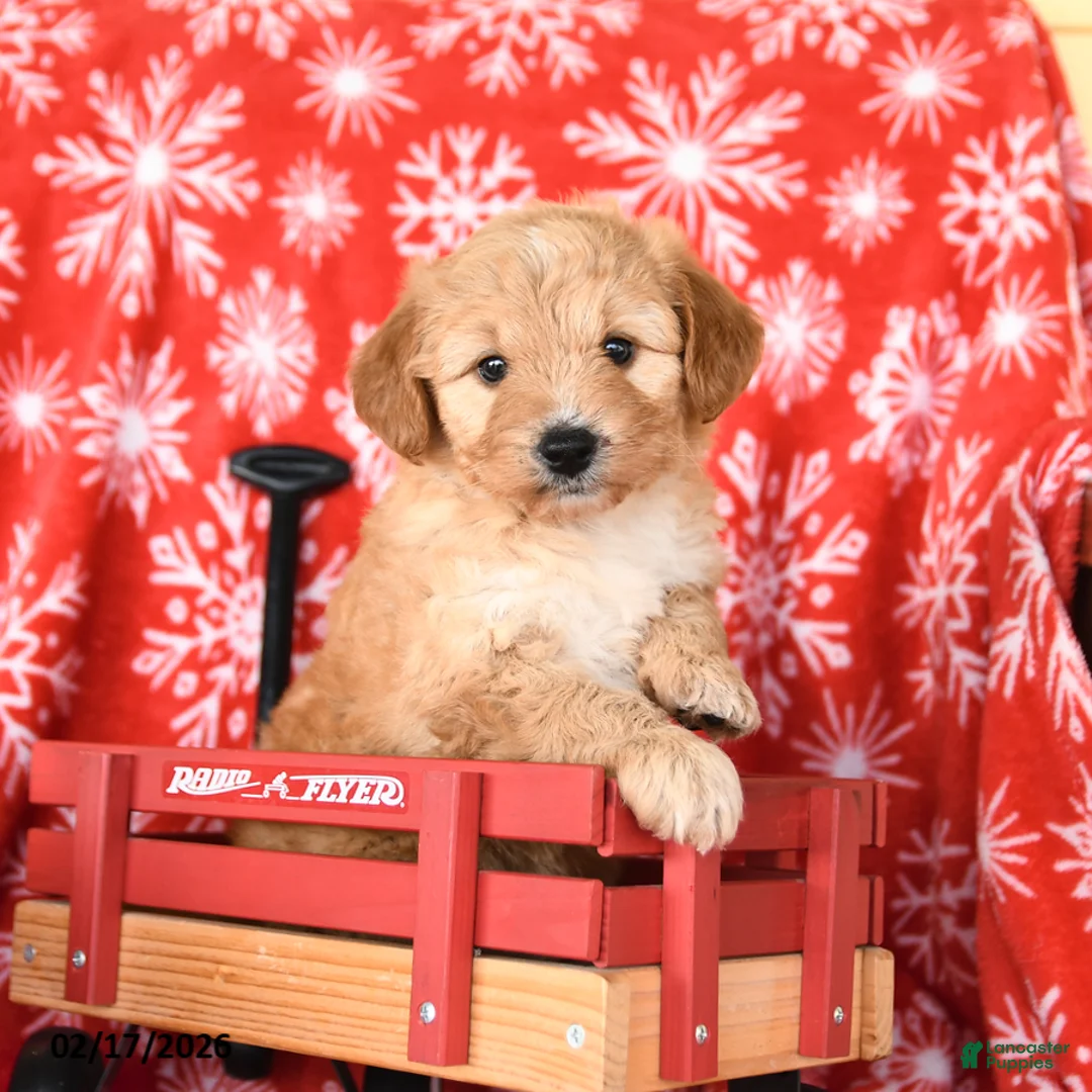 Mixed Breed dogs for sale: Taffy - Ad 1