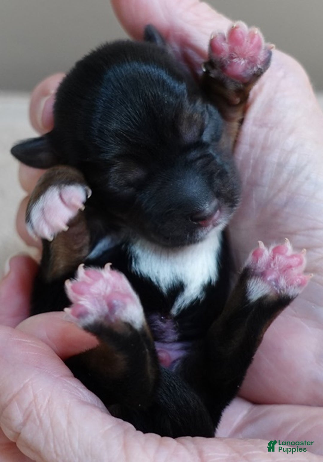 Yorkshire Terrier dogs for sale: Rio  - Ad 2