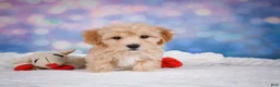 Maltipoo dogs for sale: Ginger - Ad 6