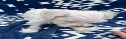 Miniature Schnauzer dogs for sale: AkcCooper - Ad 4