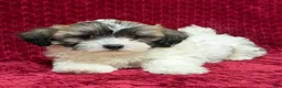 Teddy Bear dogs for sale: Nico  - Ad 4