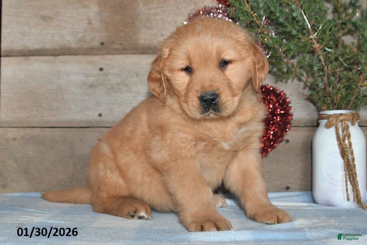 Golden Retriever dogs Andre - Ad 33