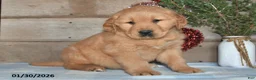 Golden Retriever dogs for sale: Andre - Ad 1