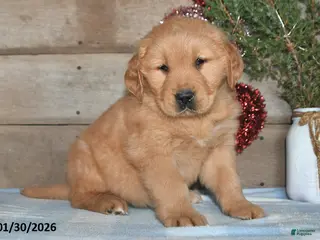 Golden Retriever dogs Andre - Ad 33