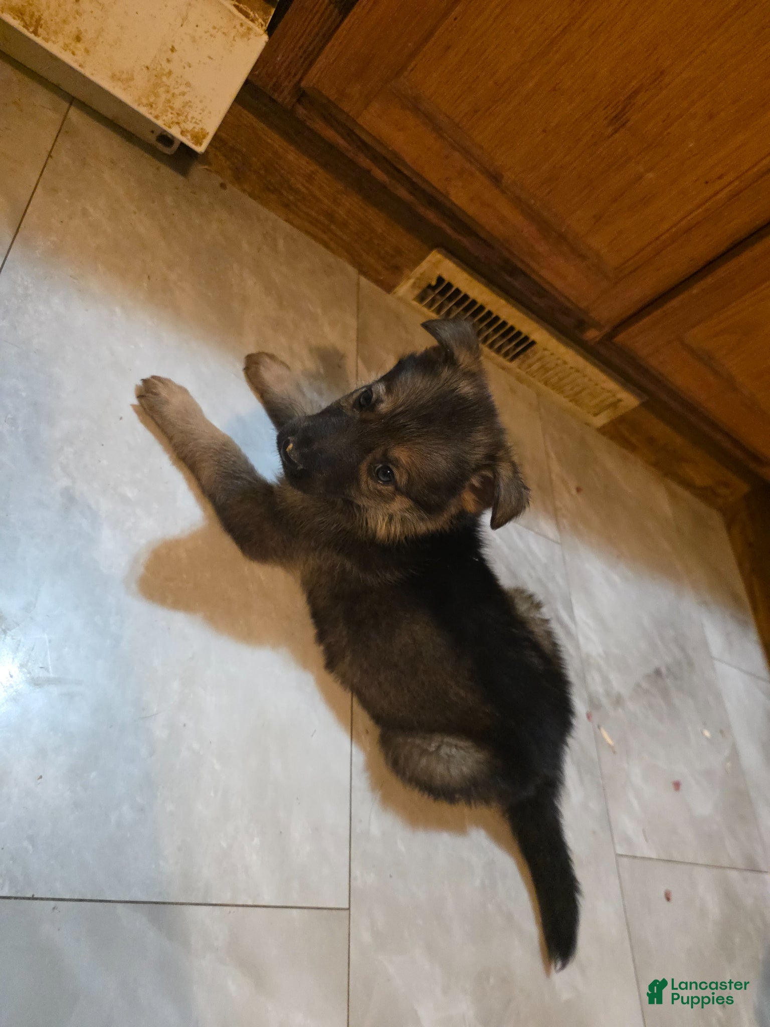 Golden Shepherd dogs German Shepherd Puppy 5 - Ad 2