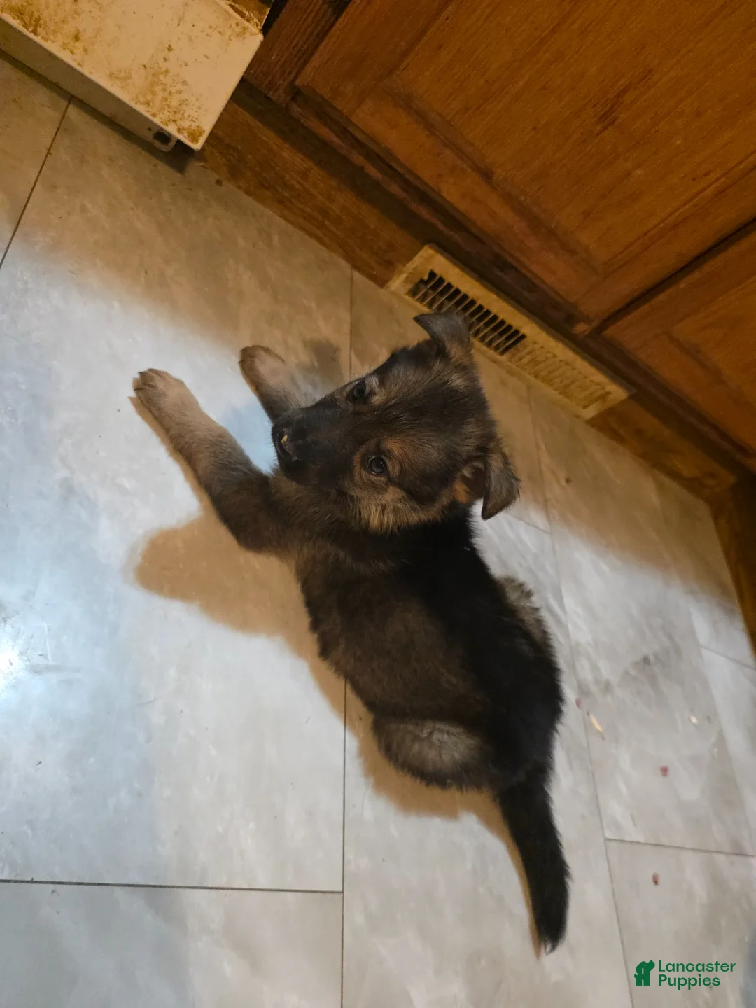 Golden Shepherd dogs for sale: German Shepherd Puppy 5 - Ad 2