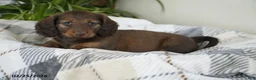 Miniature Dachshund dogs for sale: Isaac - Ad 1