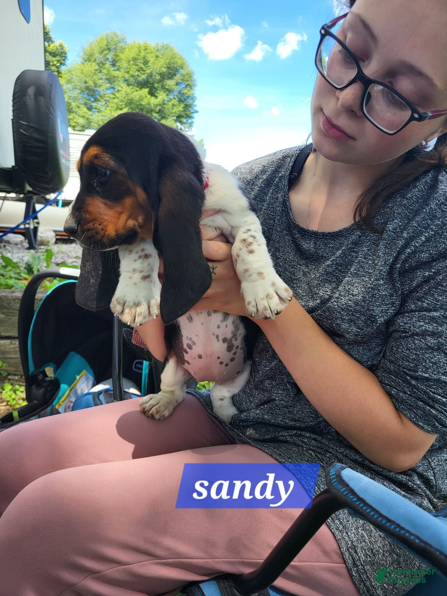 Basset Hound dogs Sandy - Ad 18