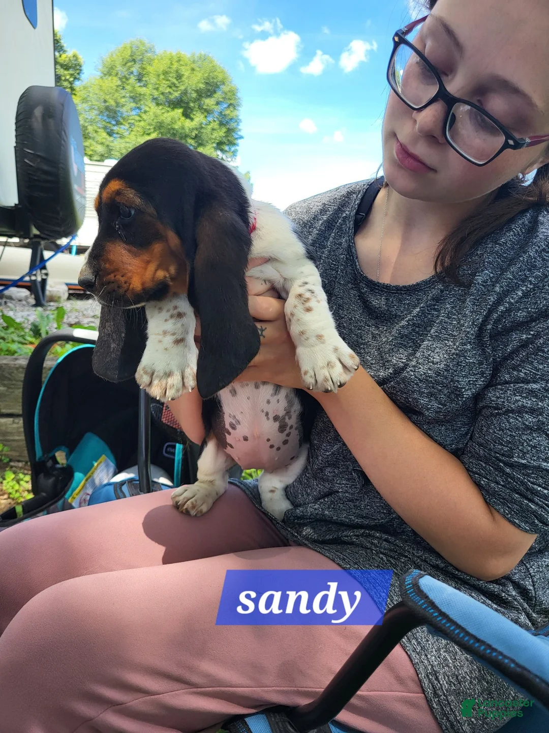 Basset Hound dogs for sale: Sandy - Ad 1