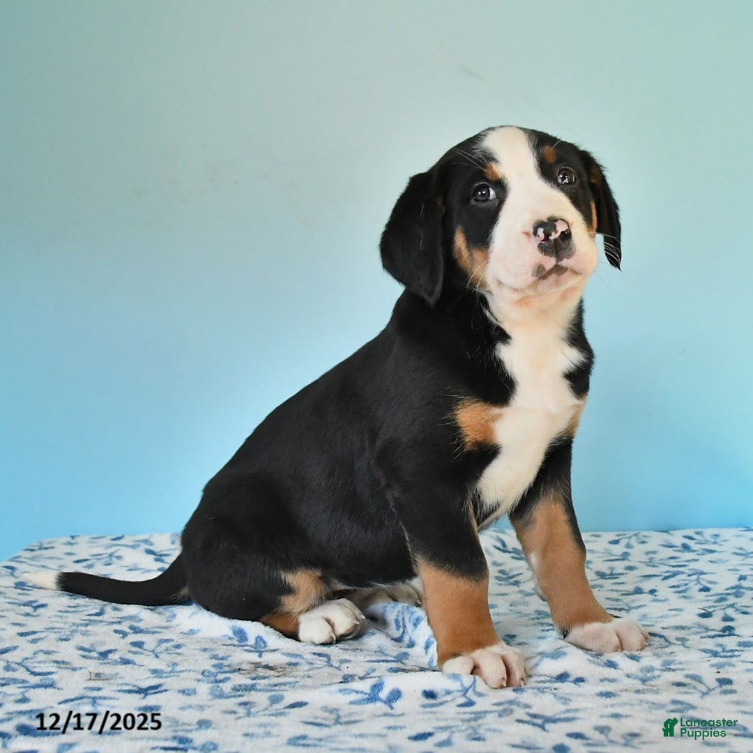 Mixed Breed dogs for sale: Bess  - Ad 2