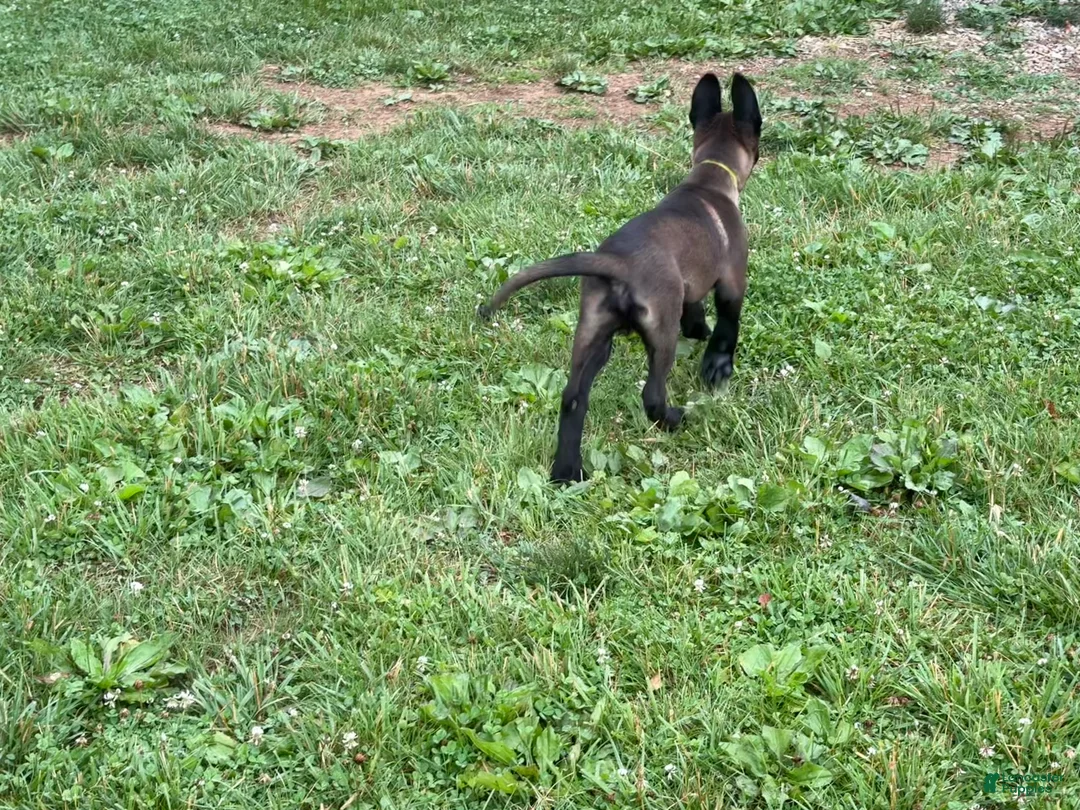 Belgian Malinois dogs for sale: Cleveland - Ad 2