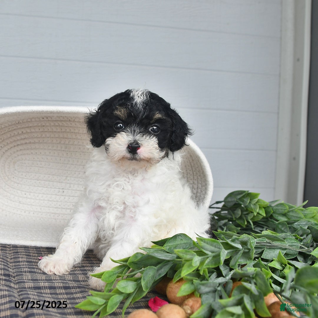 Lhasapoo dogs for sale: Oreo - Ad 8