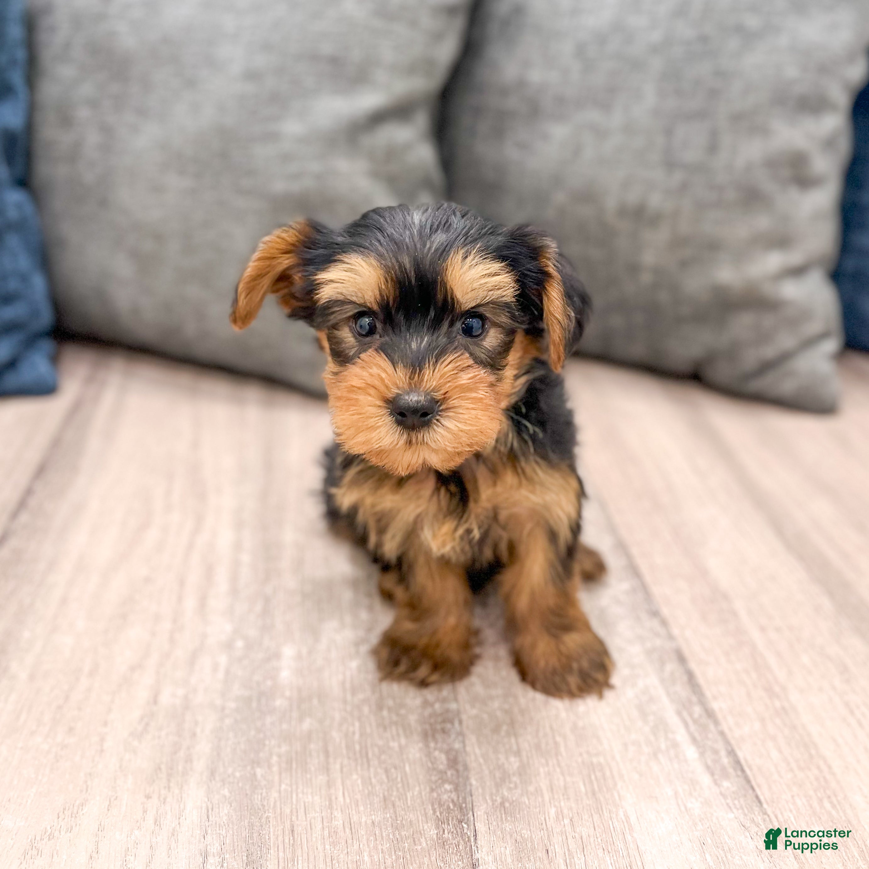 Yorkshire Terrier dogs Ollie - Ad 2