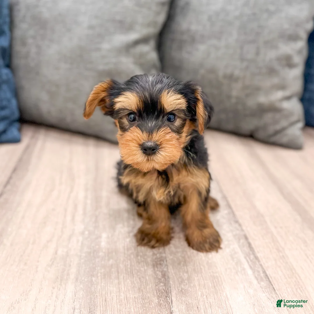Yorkshire Terrier dogs for sale: Ollie - Ad 2