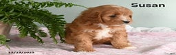 Cavapoo dogs for sale: Susan - Ad 3