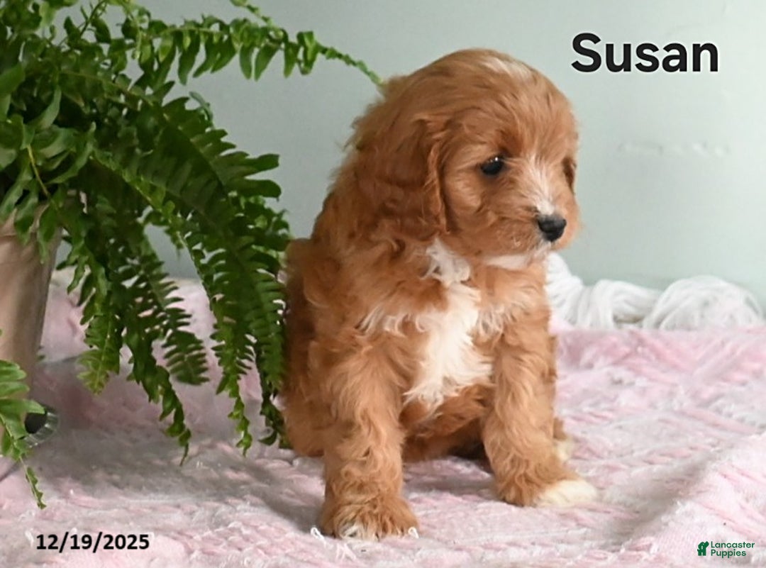 Cavapoo dogs for sale: Susan - Ad 3