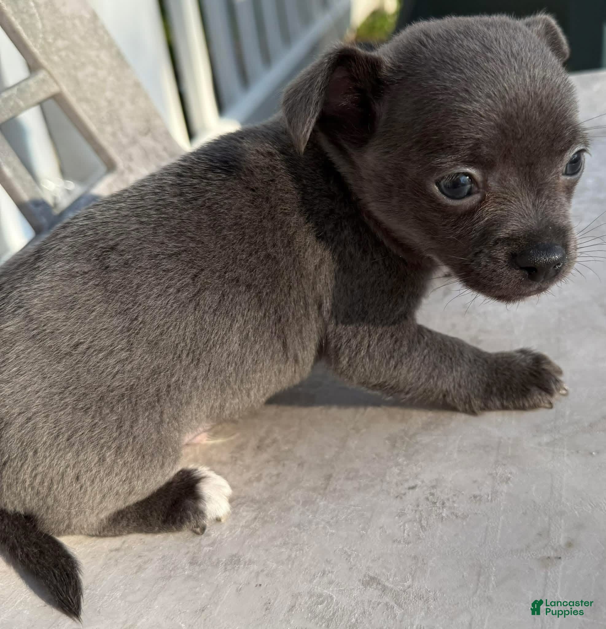 Chihuahua dogs Icon  - Ad 29