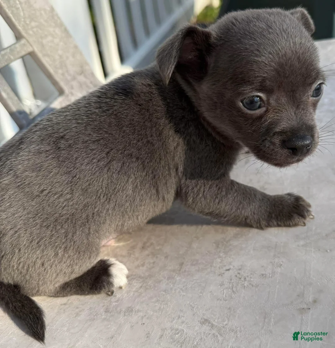 Chihuahua dogs for sale: Icon  - Ad 1
