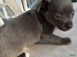 Chihuahua dogs Icon - Ad 29