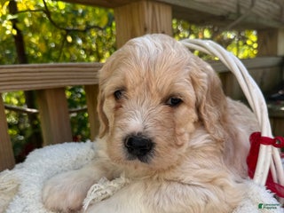 Goldendoodle dogs - Ad 6
