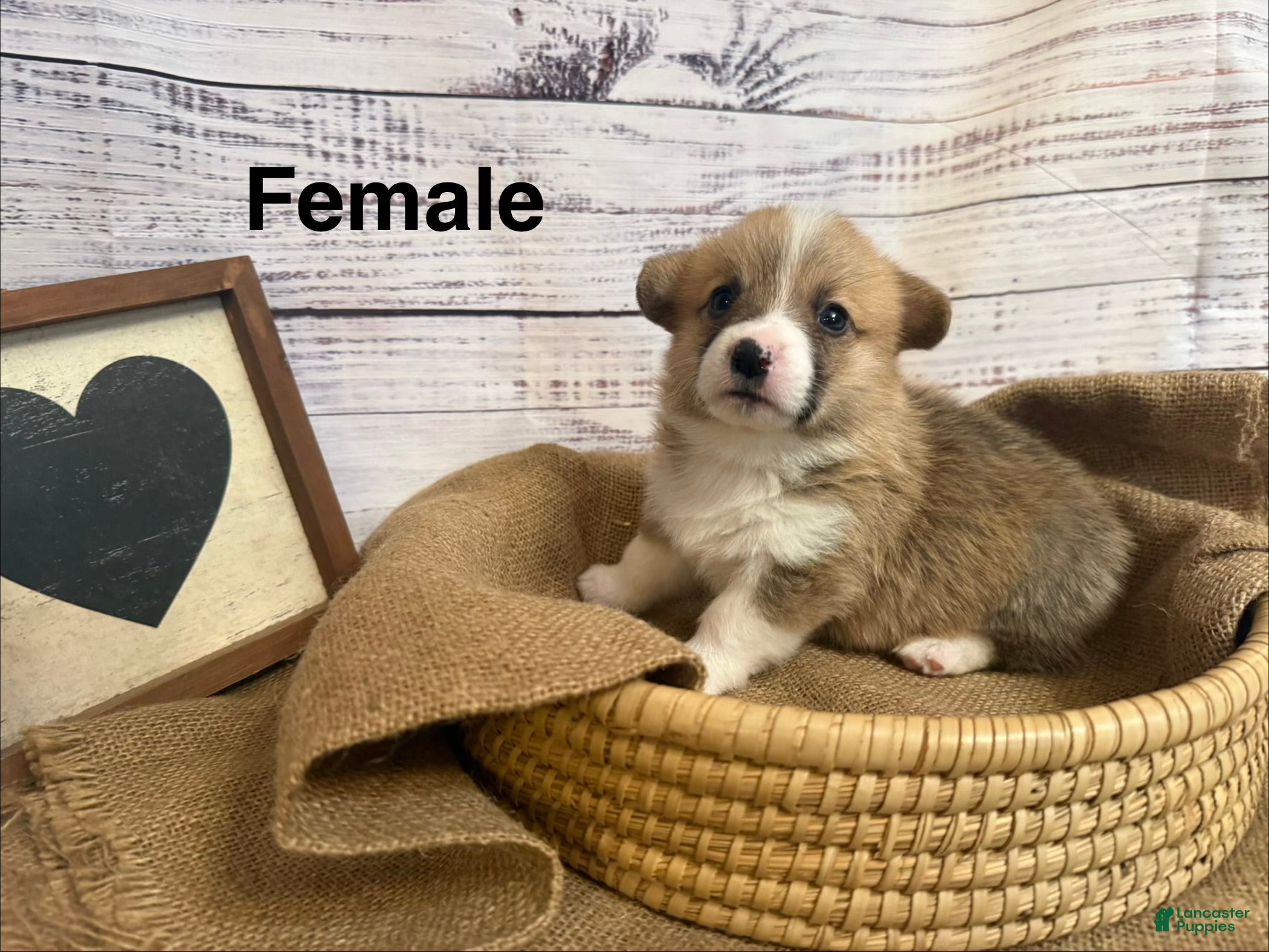 Welsh Corgi Pembroke dogs Welsh Corgi Pembroke 9 - Ad 1