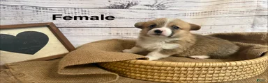 Welsh Corgi Pembroke 9