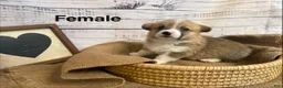 Welsh Corgi Pembroke dogs for sale: Welsh Corgi Pembroke 9 - Ad 1