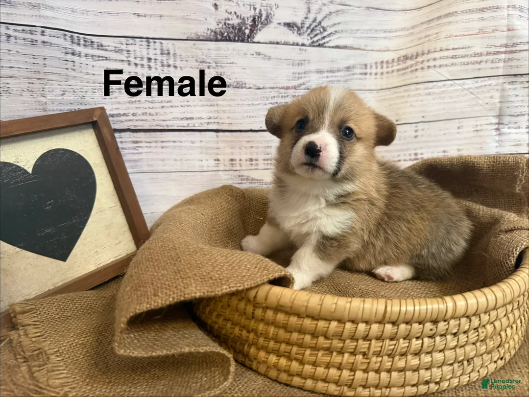 Welsh Corgi Pembroke dogs for sale: Welsh Corgi Pembroke 9 - Ad 1