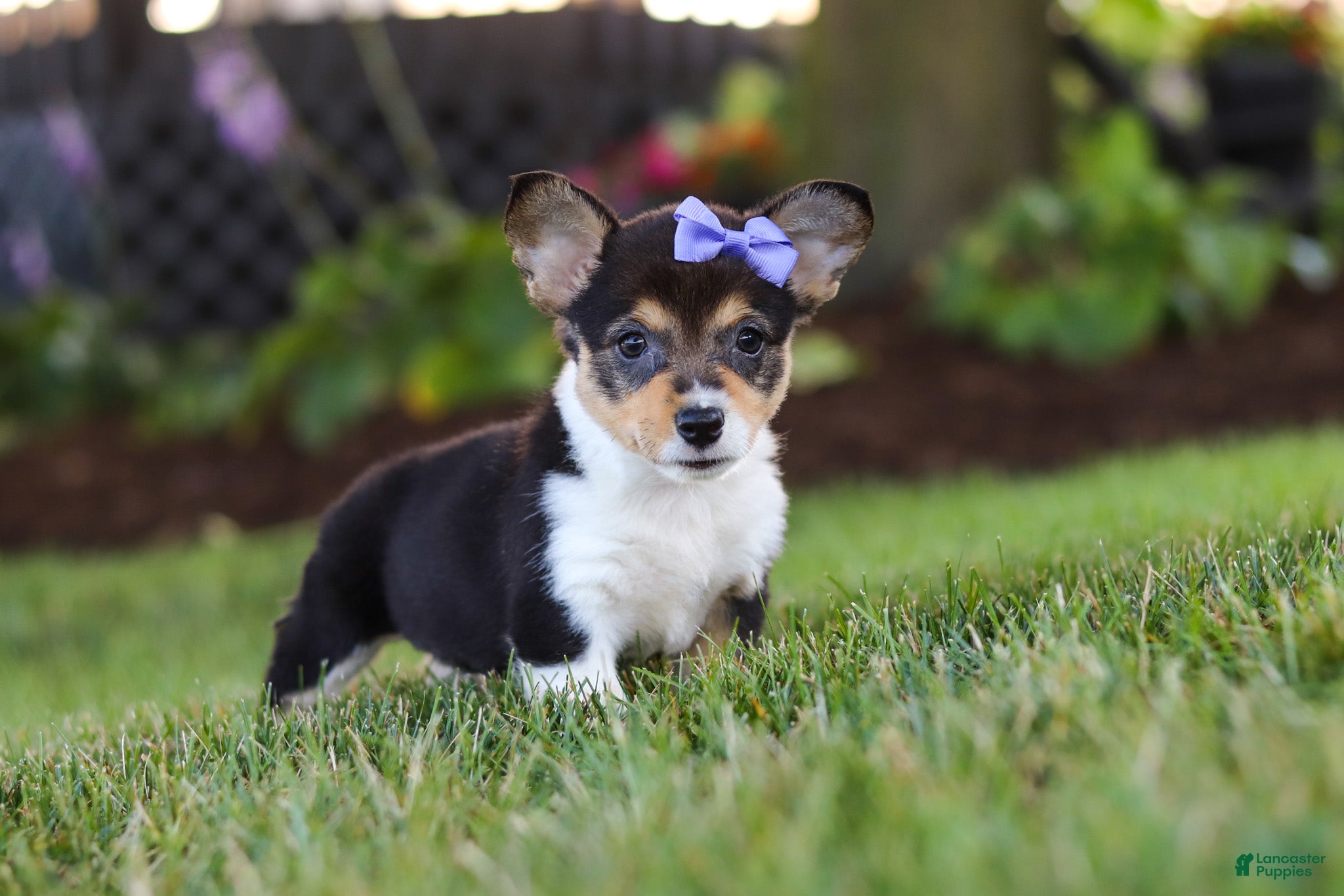 Welsh Corgi Pembroke dogs Debbie - Ad 1