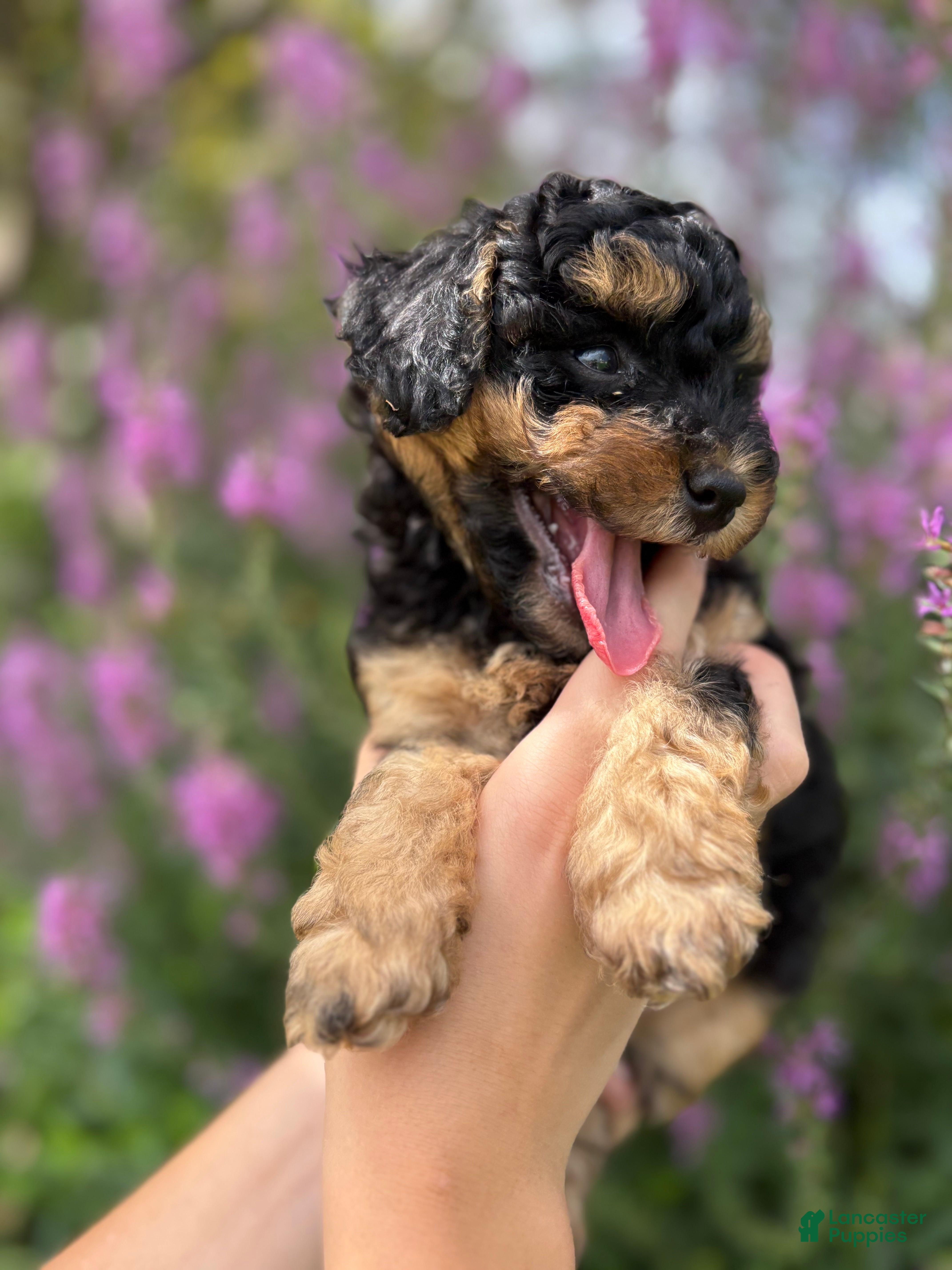 Mini Aussiedoodle dogs Peanut - Ad 2