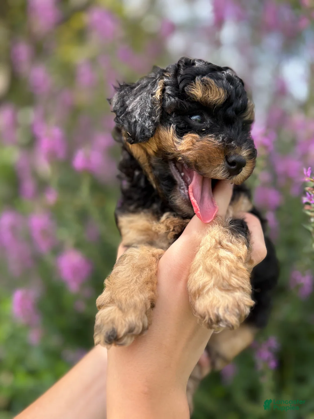 Mini Aussiedoodle dogs for sale: Peanut - Ad 2