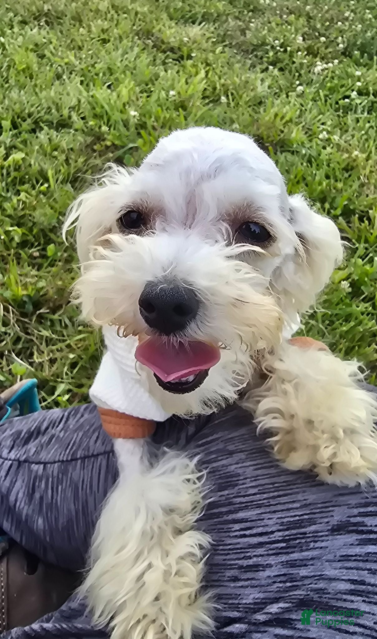 Toy Poodle dogs Georgie - Ad 2