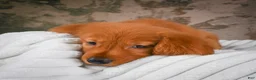 Golden Retriever dogs for sale: Penny - Ad 12