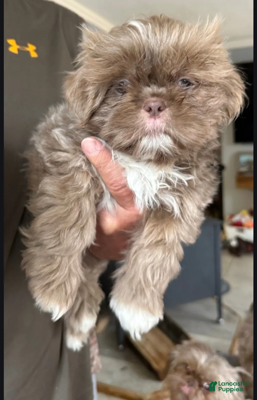 Shih Tzu dogs for sale: Shih Tzu Puppy 1 - Ad 2