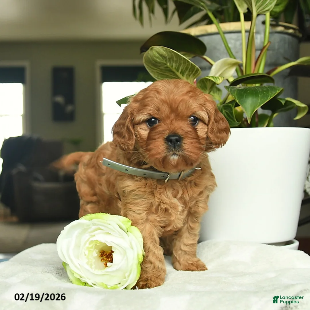 Cavapoo dogs for sale: Margi  - Ad 4