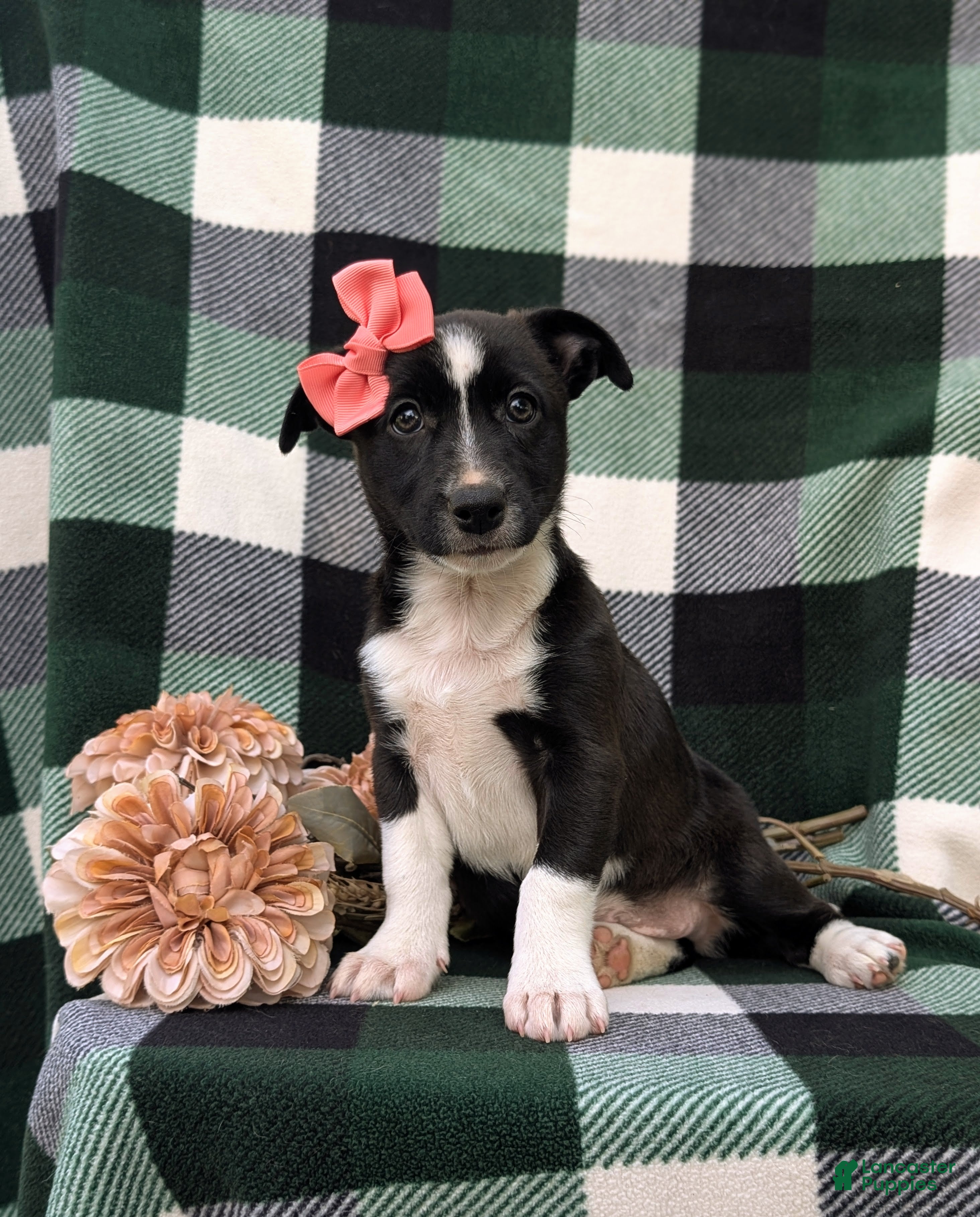 Mixed Breed dogs Cherokee - Ad 1