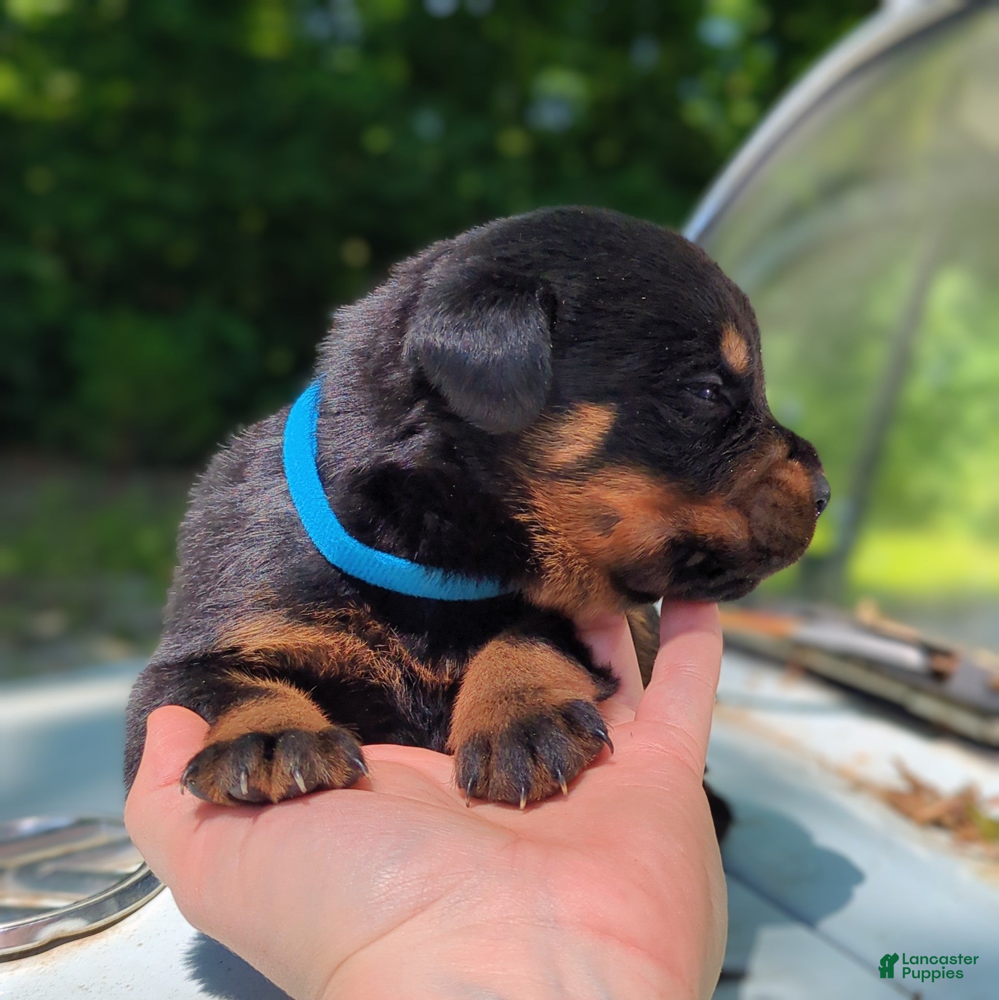 Rottweiler dogs for sale: Benz - Ad 4
