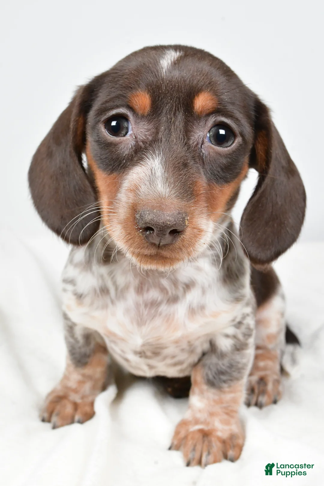 Dachshund dogs for sale: Piper - Ad 2