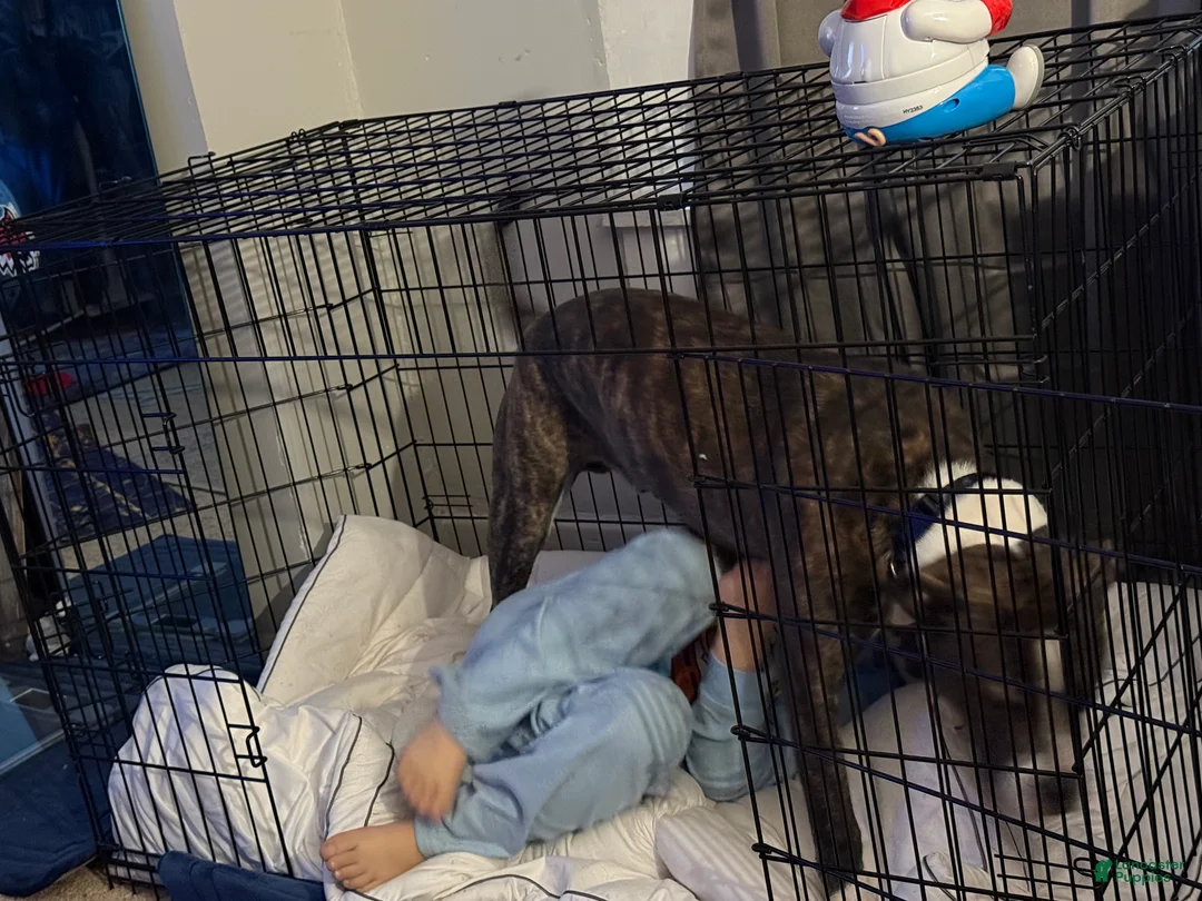 Mixed Breed dogs for sale: Johnna  - Ad 4