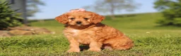 Cavapoo dogs for sale: Elsa - Ad 3