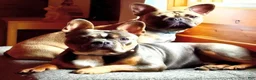 Frenchton dogs for sale: Willow - Ad 7