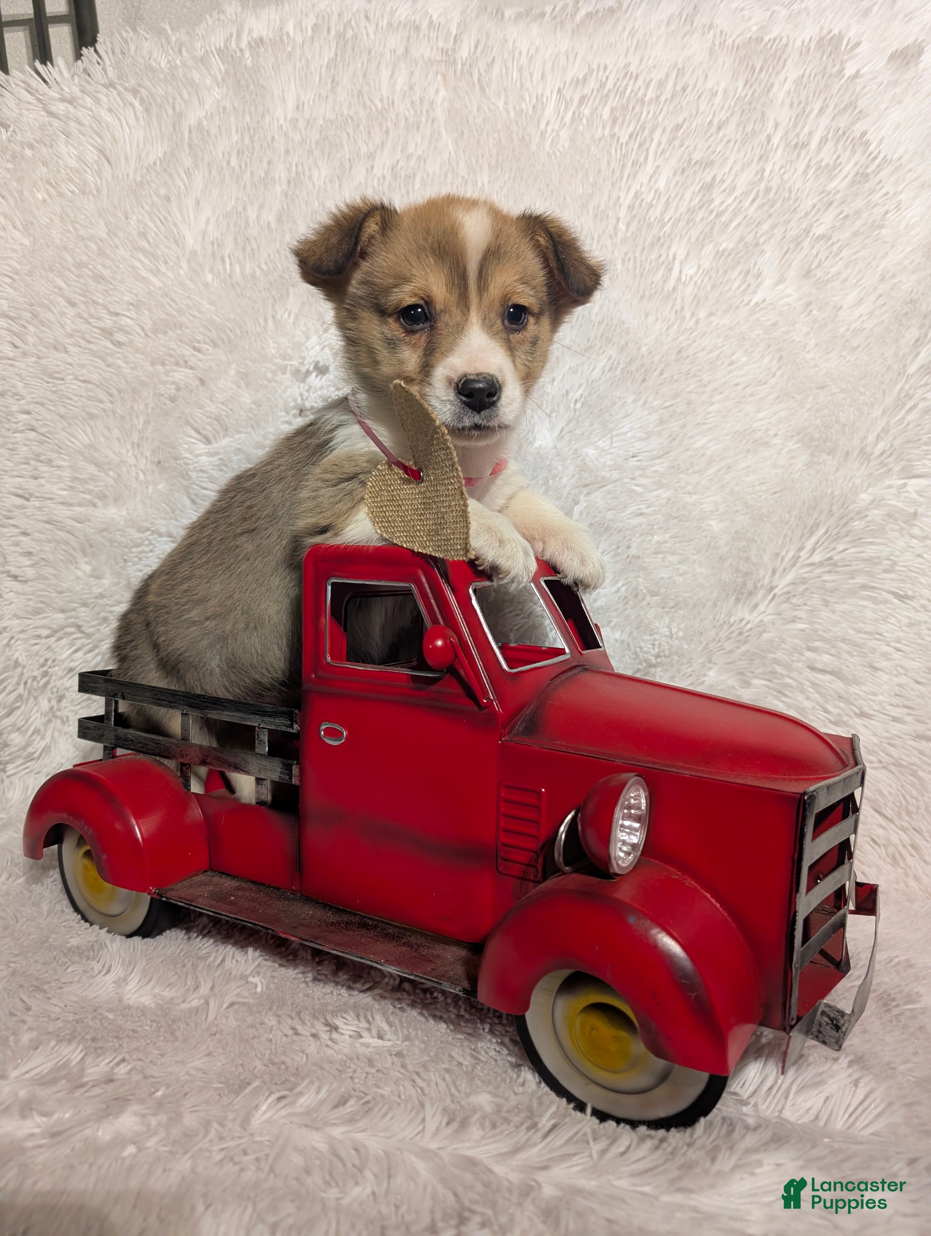 Welsh Corgi Pembroke dogs Mason  - Ad 23