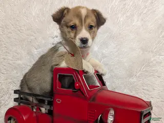 Welsh Corgi Pembroke dogs Mason - Ad 23